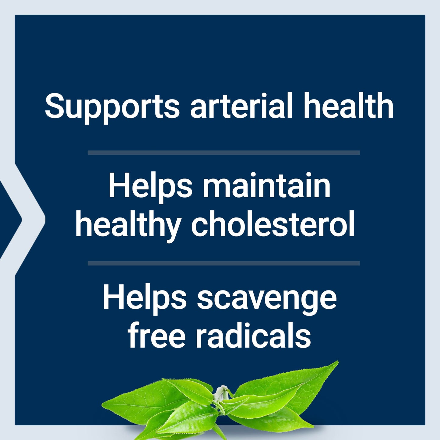 Life Extension Theaflavin Standardized Extract – Tea Leaf Flavonoids, Arterial Health Support, Helps Maintain Already-Heathy Cholesterol – Gluten-Free, Non-GMO, Vegetarian – 30 Capsules